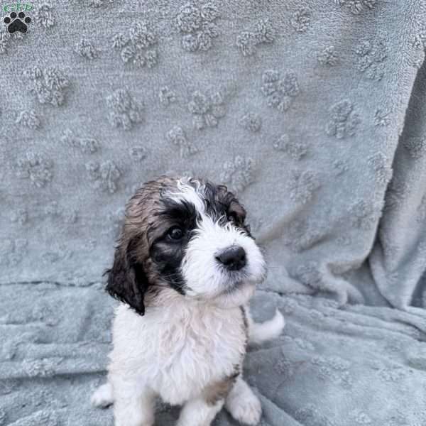 Light Blue, Saint Berdoodle Puppy